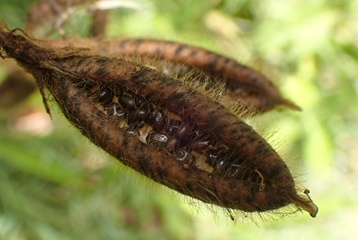 PA310343a.jpg